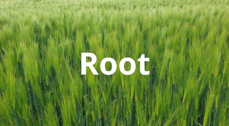 FertiExport Root